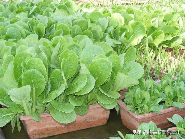 想在阳台种植什么菜,想在阳台种植什么菜好