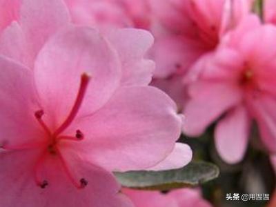 [驱蚊音乐]【防蚊虫】哪些植物有驱蚊的效果？