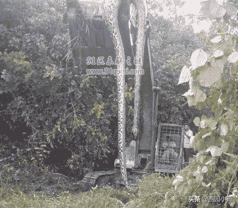 广西桂平挖蛇事件视频_桂平挖蛇最新消息