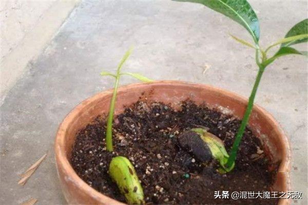 芒果盆栽种植方法，芒果盆栽种植方法(图文)