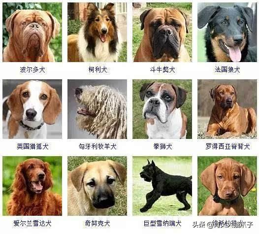 狼会把狗当同类吗知乎 狼是否吃同类？