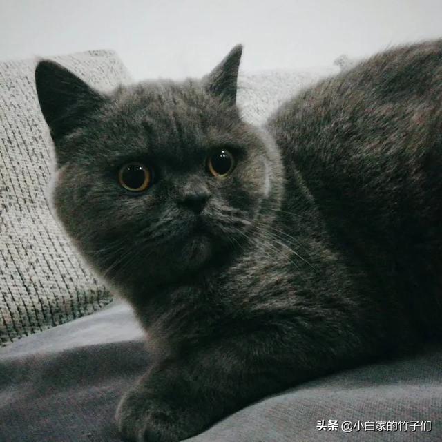 如何让猫和狗和平相处,第6张