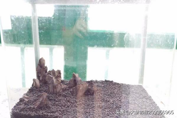 如何在鱼缸中种迷你对叶？