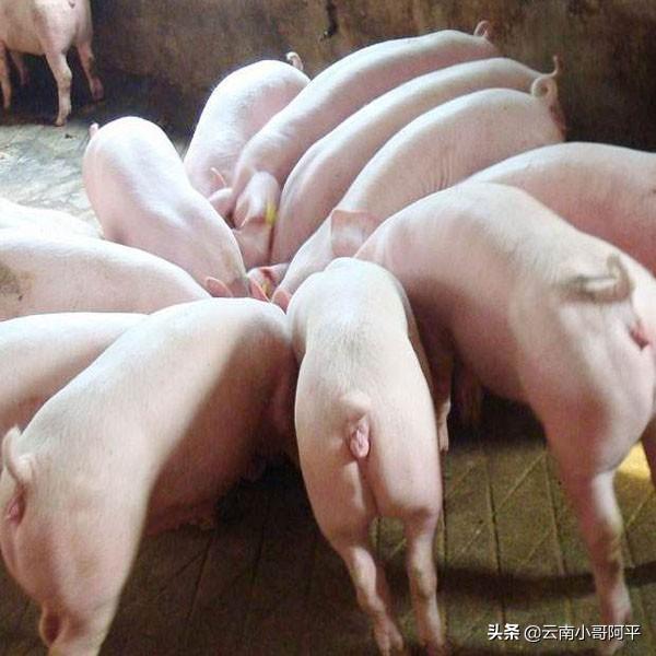 安徽省安庆市太湖县猪价-今日安庆太湖生猪价格