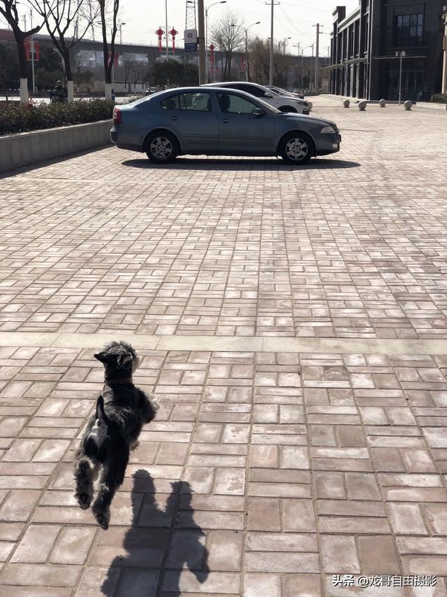 寵物狗不想養了怎么辦?寵物狗不想養了怎么辦小妙招!