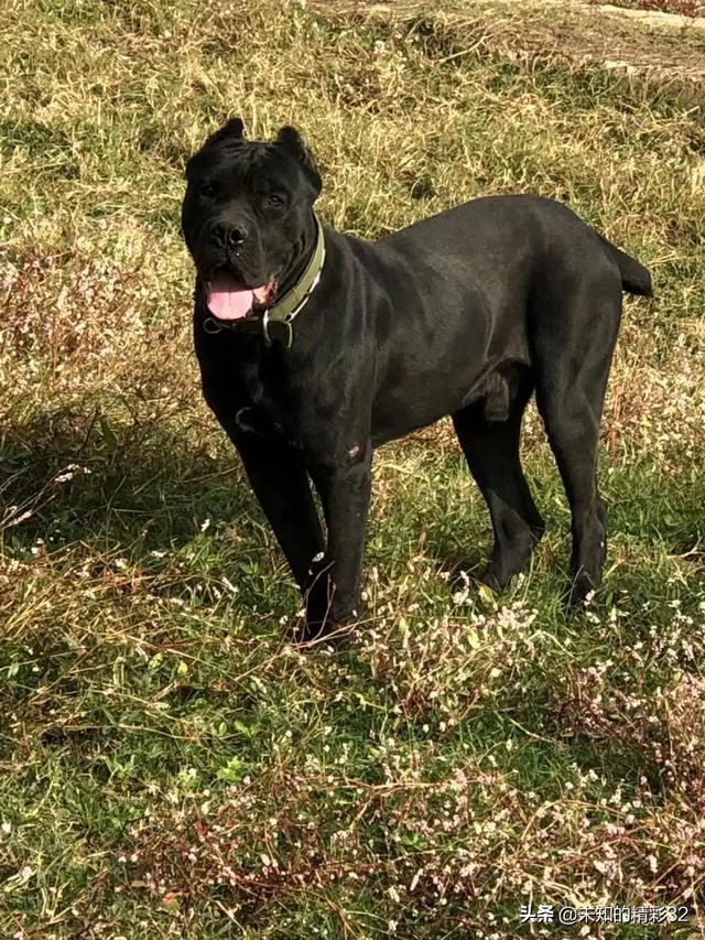 什么样的大型犬最好，最漂亮