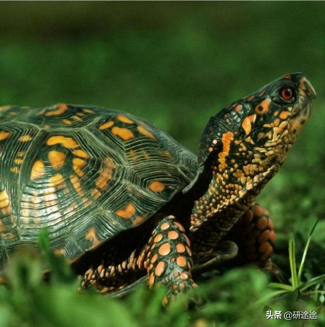 农村养乌龟赚钱可行吗,第6张