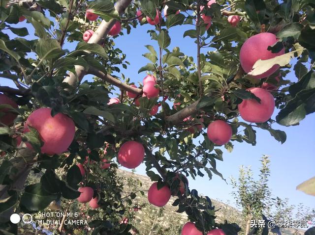 果园种植环境要求高吗,果园种植环境要求高吗知乎