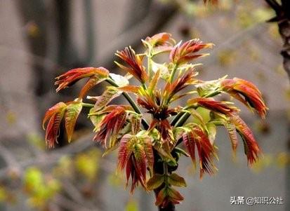 香椿根有什么功效作用(图5)