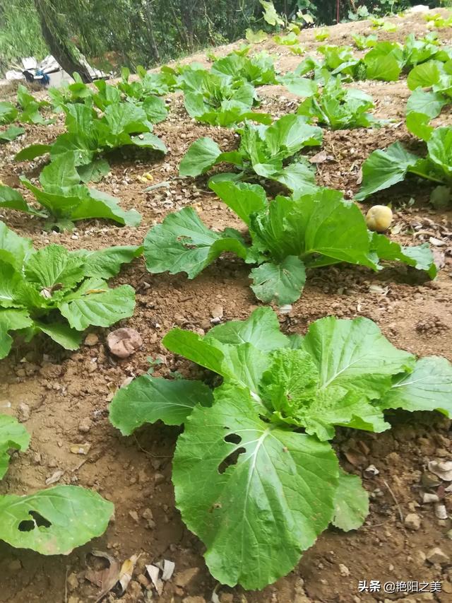 小白菜阳台种植,小白菜阳台种植方法