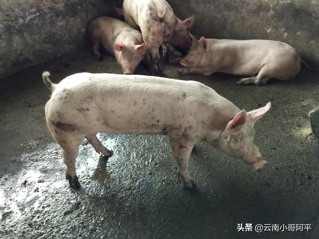 安徽省安庆市太湖县猪价-今日安庆太湖生猪价格