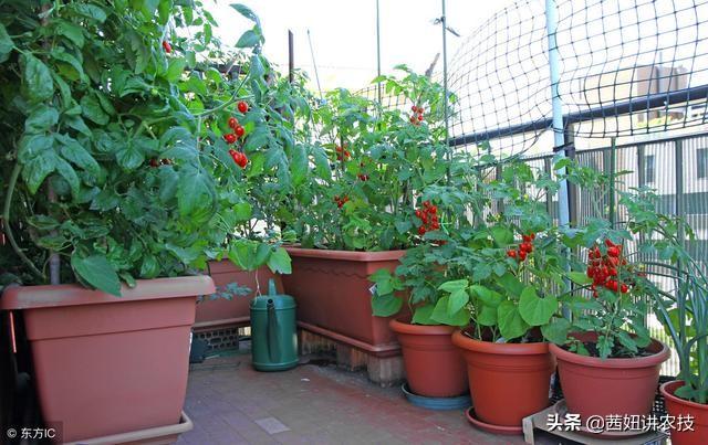 芹菜阳台种植技术,芹菜阳台种植技术及施肥方法