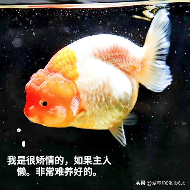 不养娇贵的热带鱼，想养好养活又好看的金鱼，都可以养什么