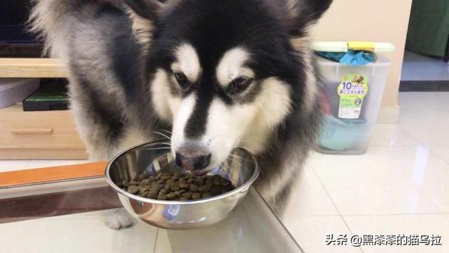 狗吃南瓜拉稀怎么回事啊(图2)