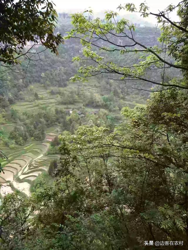 封丘蔬菜合作社，封丘蔬菜合作社地址