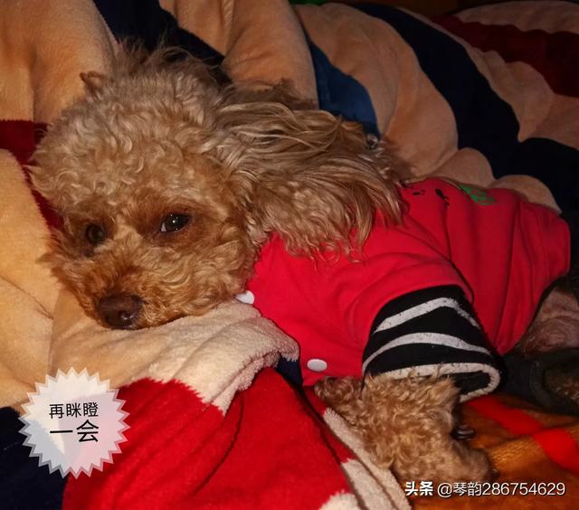 大家的狗狗都让上沙发和床吗,第3张