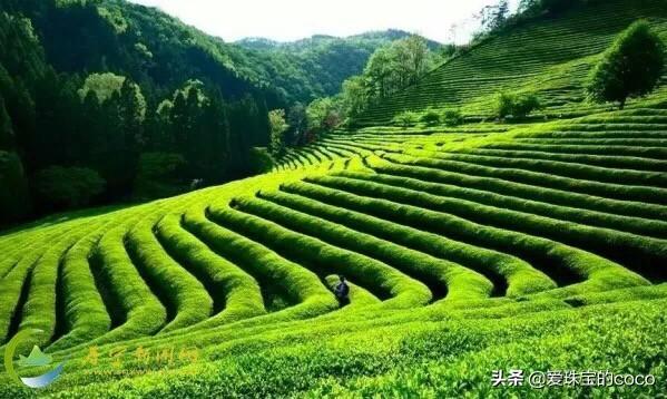福建古田海带怎么样