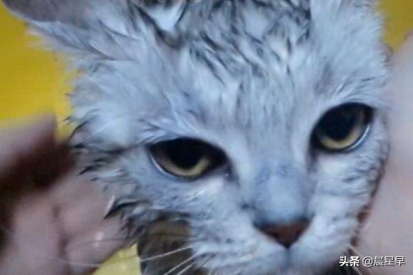 猫咪洗澡可以用人类的洗发水、沐浴乳吗