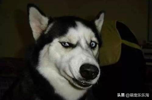 大型寵物狗品種大全?大型寵物狗品種大全及圖片!
