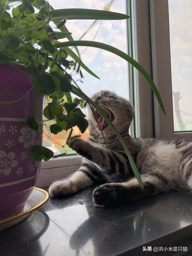 公猫做了绝育之后要注意什么,第1张