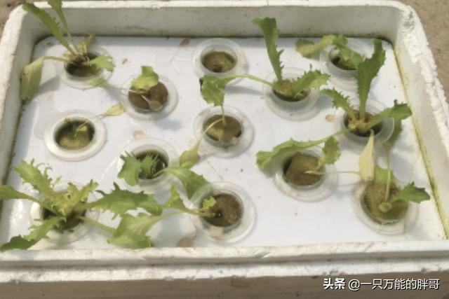 无土栽培种植技术 无土栽培种植技术实验报告