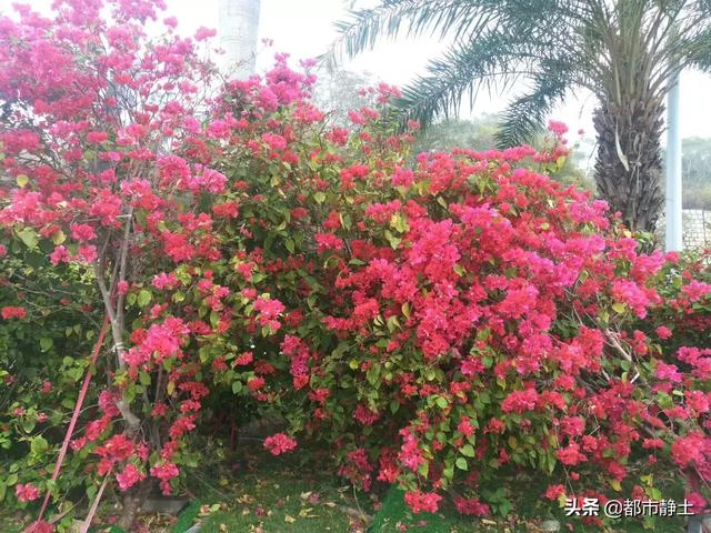 春节去南方哪里旅游比较好,春节去南方哪里旅游比较好便宜又好玩