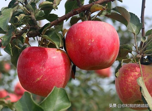 爱吃水果的女人有什么好处(图6)