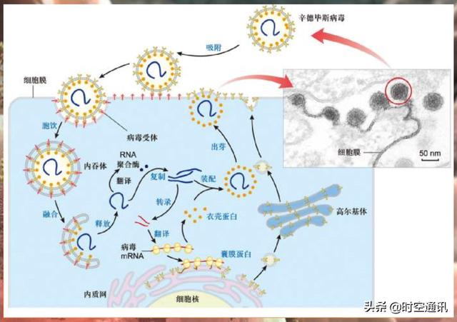 什么是冠状病毒