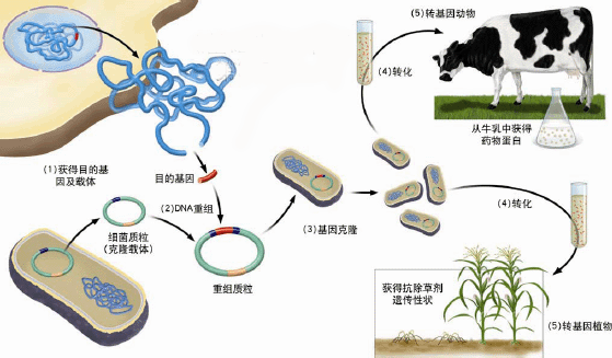 抗性基因在质粒上,怎样起筛选作用