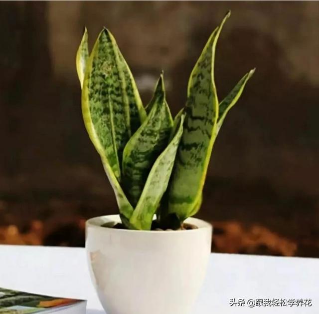 虎皮兰叶子枯萎，请问是怎么回事？可以挽救吗,第4张