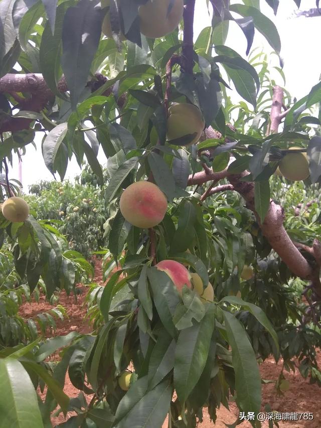 花卉果树通用肥料?花卉果树通用肥料有哪些!