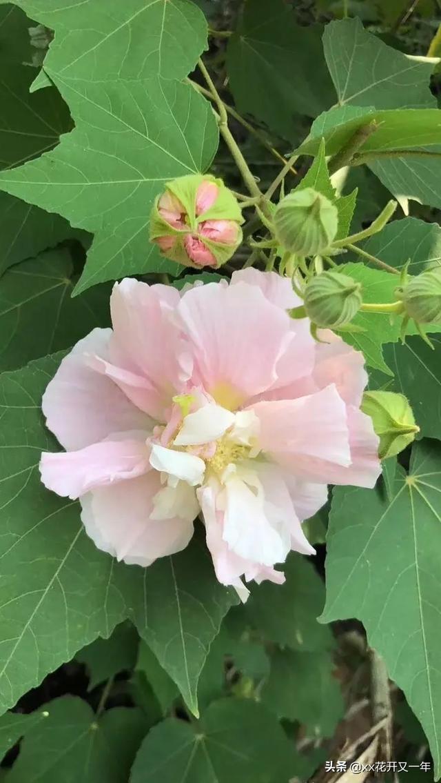 哪些花卉适合在家里种菜,哪些花卉适合在家里种菜呢