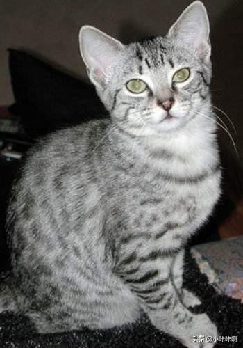 埃及猫是猫的起源吗