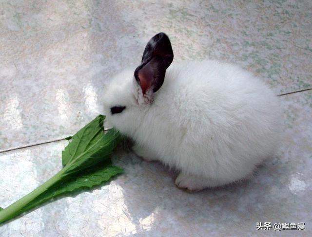 小兔子到家一直不停的吃，会不会撑死