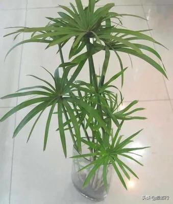 楼顶花园可以种植桂花吗,楼顶花园可以种植桂花吗视频