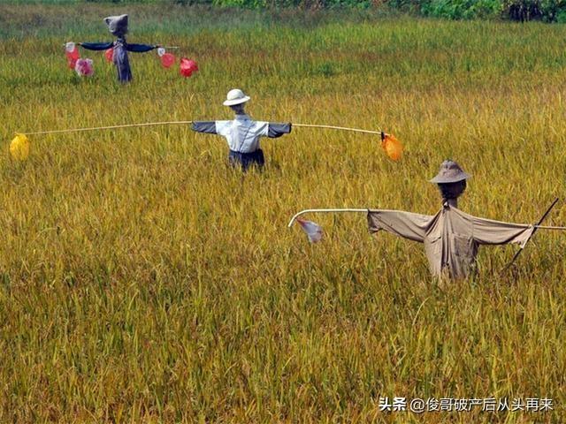 泥鳅钓鱼如何挂网钓鱼技巧?泥鳅钓鱼如何挂网钓鱼技巧视频!