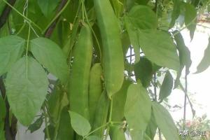 刀豆图片-刀豆图片大全大图