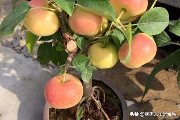 盆栽苹果种植方法，盆栽苹果种植方法视频