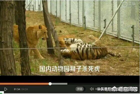 藏獒和老虎哪個厲害?藏獒和老虎哪個厲害?!