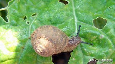 怎么预防蜗牛吃青菜叶子(图2)