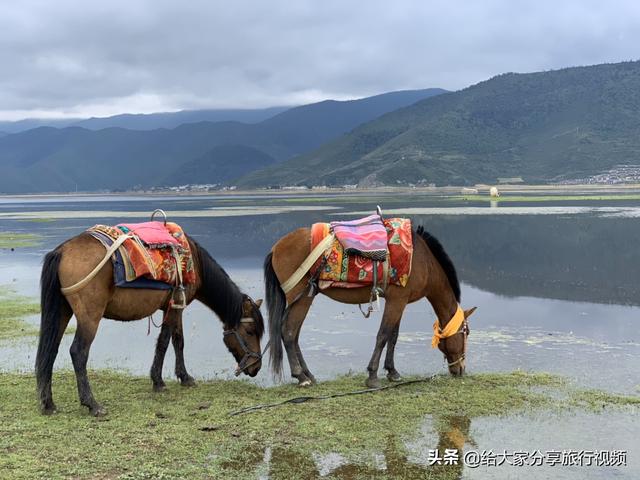 迪庆藏族自治州香格里拉市纸飞机账号购买