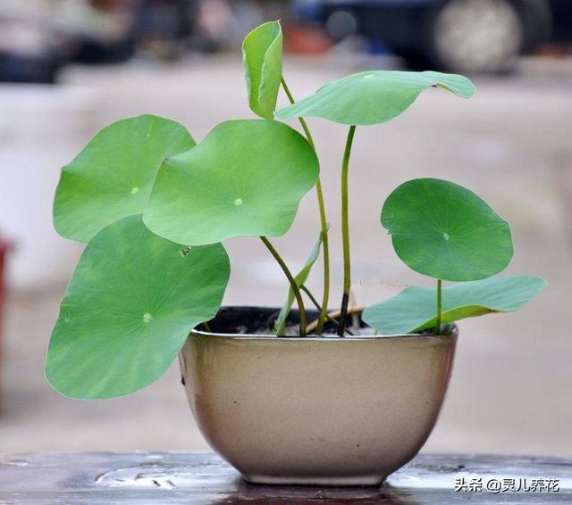 家庭花卉种植知识?家庭花卉种植知识大全!