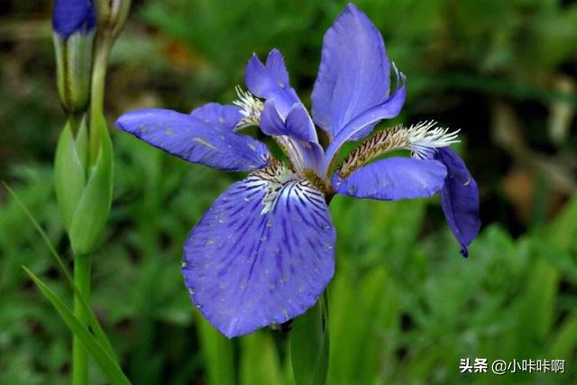 广义的花卉是指具有观赏价值的( )-广义的花卉是指具有观赏价值的观花的草本植物