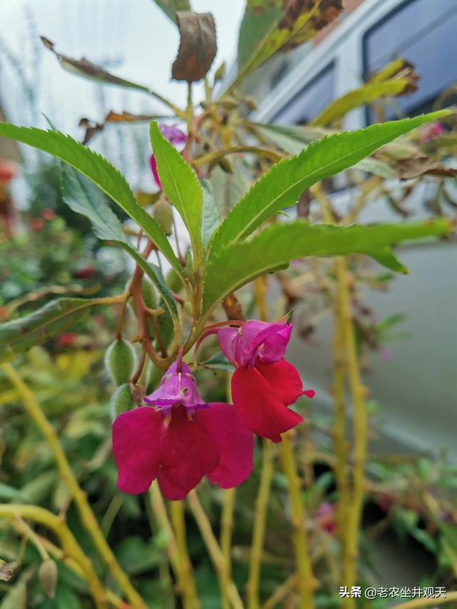 花艺行业的商业化现状如何? 花艺行业的商业化现状如何写!