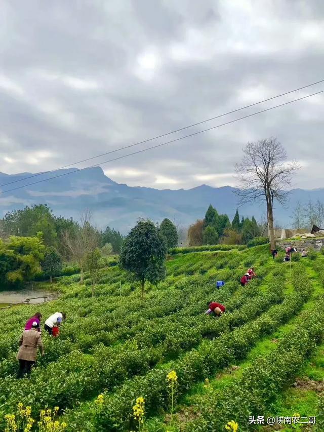 绿色鲜果电商老茶场合作社，绿色果园加盟电话