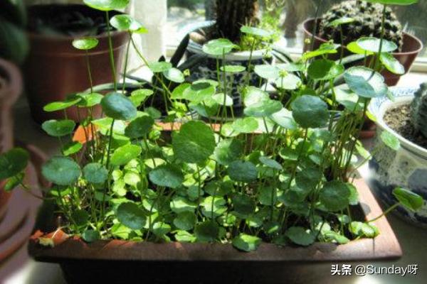 花园阳台铜钱草怎么种植,花园阳台铜钱草怎么种植的