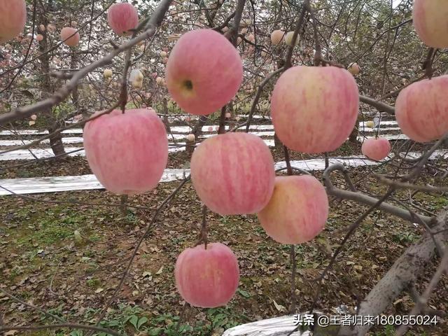 果园种植多样性建议,果园种植多样性建议怎么写