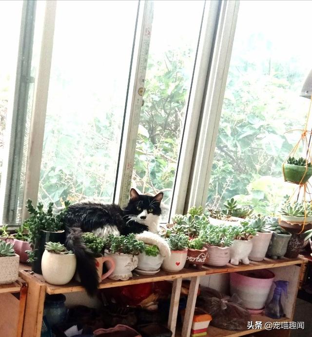新来的小猫一直躲在奇怪的角落不出来怎么办