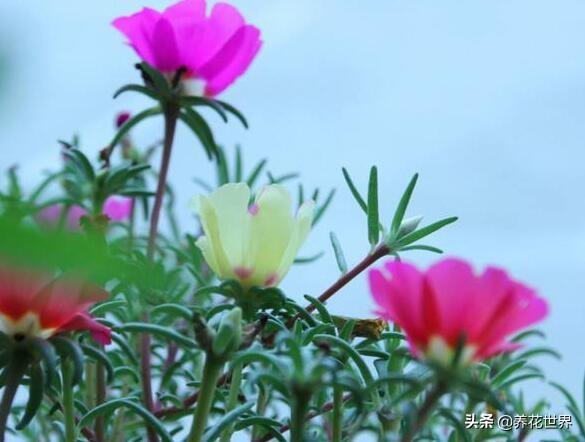 家庭花卉种植技术要点? 家庭花卉种植技术要点有哪些!