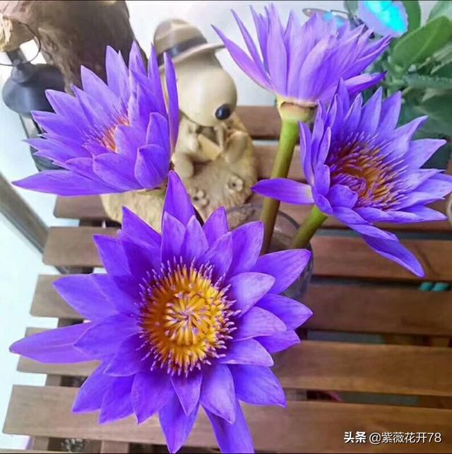 睡莲插花瓶里怎么养（睡莲插瓶子里可以养多久）